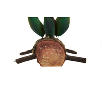 Arbol de Colibries - Hummingbirds Tree - Mexican Folk Art | Cactus Fine Art