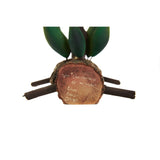 Arbol de Colibries - Hummingbirds Tree - Mexican Folk Art | Cactus Fine Art