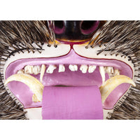 Mascara de Jabali / Woodcarving Lacquer Mexican Folk Art